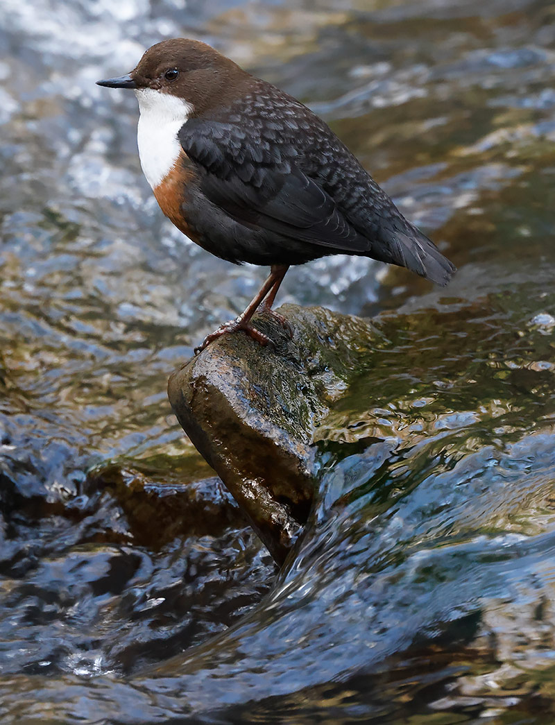 Dipper